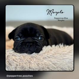 French Bulldog Puppies