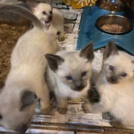 Siamese Seal Point kittens