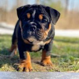 English bulldogs black  tri colours&period;