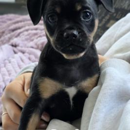 Pug x
