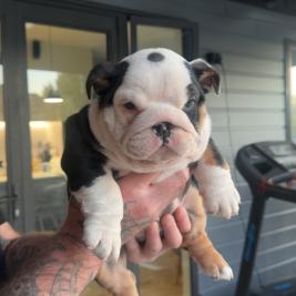 Black tri&comma; British Bulldog Puppies
