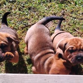 Shar Pei&comma;  Staffy cross Rottweiler