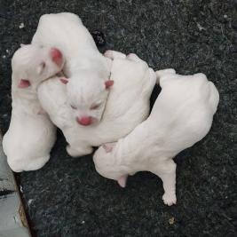 &ast;&ast; West Highland White Terriers &ast;&ast;