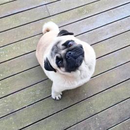 Pedigree Male Fawn Pug