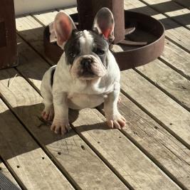 Purebred MDBA French Bulldog Female Pup