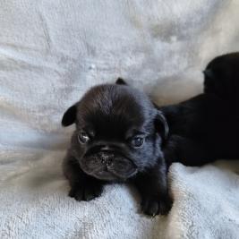 Pug Puppies - Purebreed