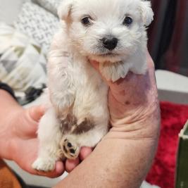 &ast;&ast; West Highland White Terriers &ast;&ast;
