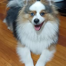 Blue Eyed Merle Pomeranian
