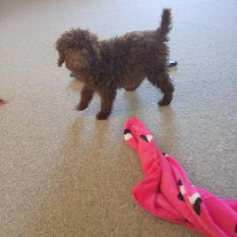 Toy Labradoodle