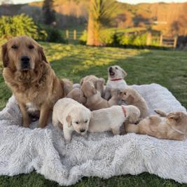 Golden Retriever puppies