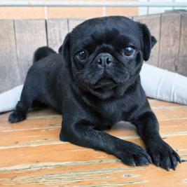 1 year old black female pug