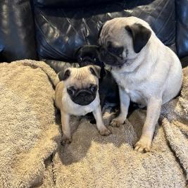 Beautiful pedigree pug puppies