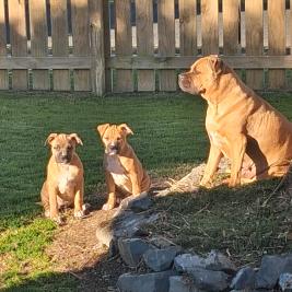 Staffy Puppies