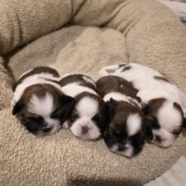 Shih Tzu puppies