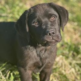 2 Labour puppies