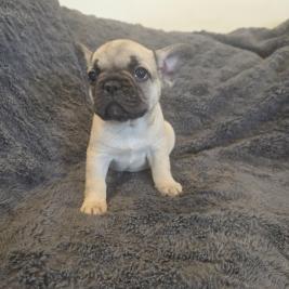 French bulldogs pups