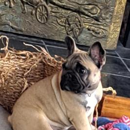 French Bulldog-parda