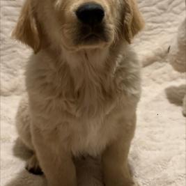 Golden Retriever puppies