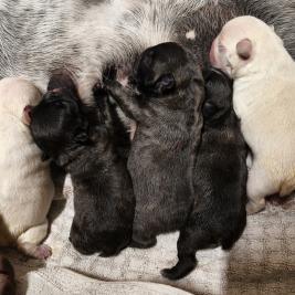 French Bulldog Puppies