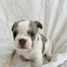 French Bulldog Puppies 🐾🤎