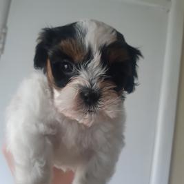 Maltese shih tzu