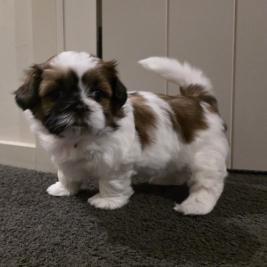 Shih Tzu puppies