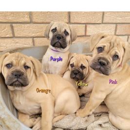 Bullmastiff puppies