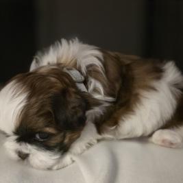 Shih Tzu puppies