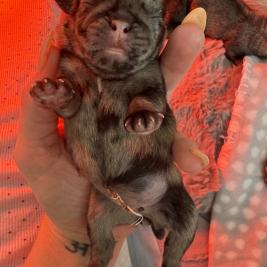 Pug puppies
