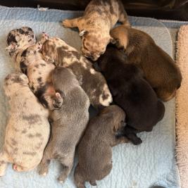 Pure breed frenchies only 2 weeks old