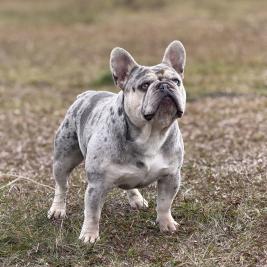 Benzo Lilac And Tan Merle