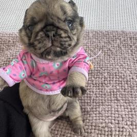 Pug puppies