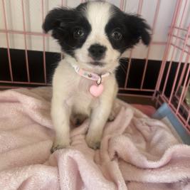Cute Shih tzu x Papillon puppy