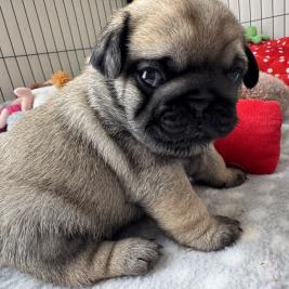 Pug puppies