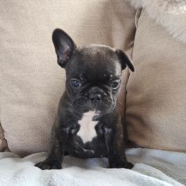 French Bulldog Puppies