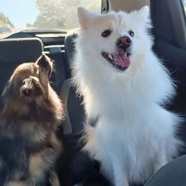 Japanese spitz
