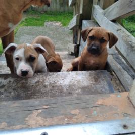 Female Pups 4 Sale