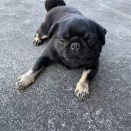 1 year old black female pug