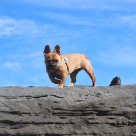 French Bulldog