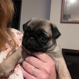 Purebred Pug Puppies for Sale&comma; Auckland