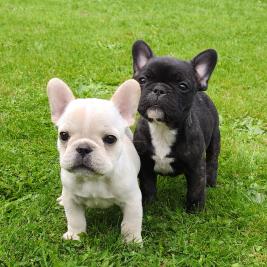 French Bulldog Puppies