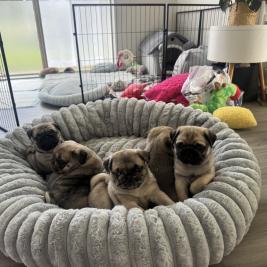 Pug puppies