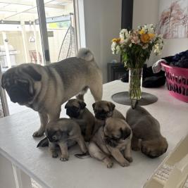 Pug puppies