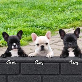 French Bulldog Puppies