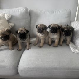 Pug puppies