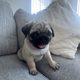 Pug puppies