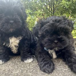 Maltese Shih Tzu Puppy&rsquo;s